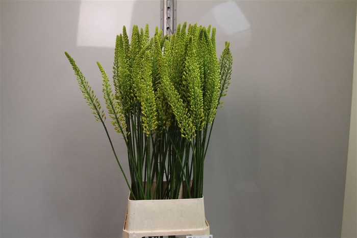 <h4>Eremurus Yellow Rebe</h4>