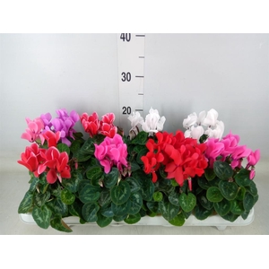 Cyclamen MD 'Allure'