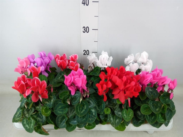 <h4>Cyclamen MD 'Allure'</h4>