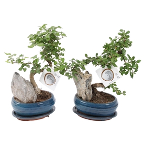 Bonsai Mixed with Rock in ø16cm Ceramic with Saucer