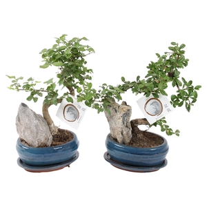 Bonsai Mixed with Rock in ø16cm Ceramic with Saucer