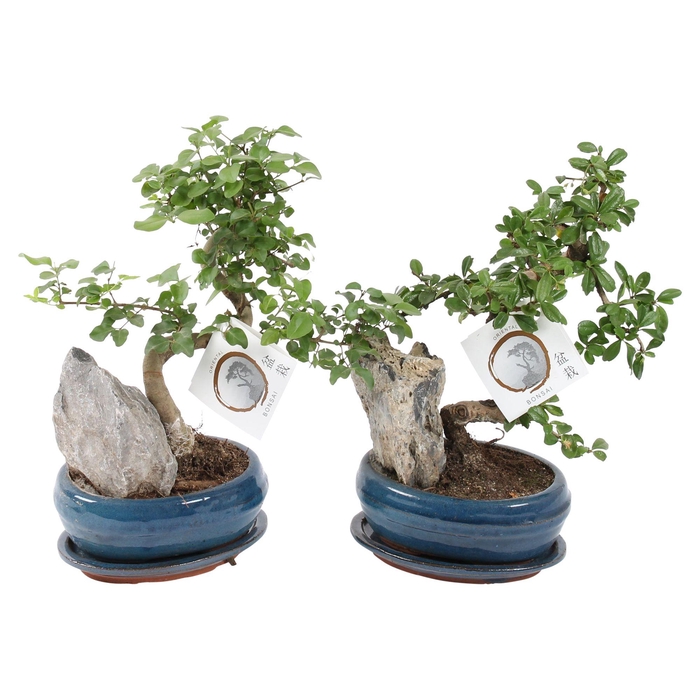 <h4>Bonsai Mixed with Rock in ø16cm Ceramic with Saucer</h4>