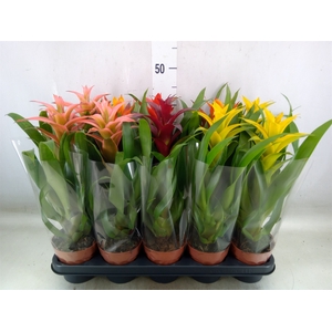 Guzmania   ...mix