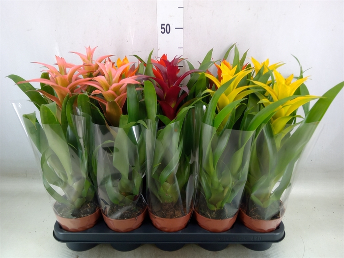 <h4>Guzmania   ...mix</h4>