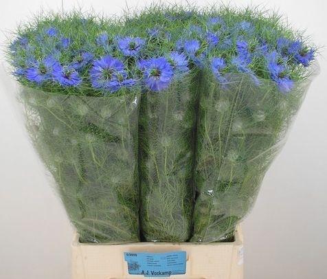 <h4>NIGE D DEEP SEA BLUE</h4>