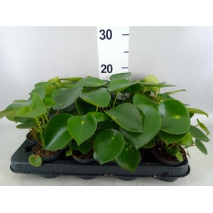 Peperomia polybotrya 'Raindrop'