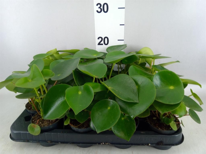 <h4>Peperomia polybotrya 'Raindrop'</h4>