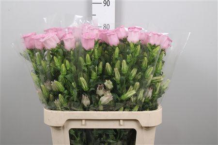 <h4>Camp M Pearl Pink</h4>