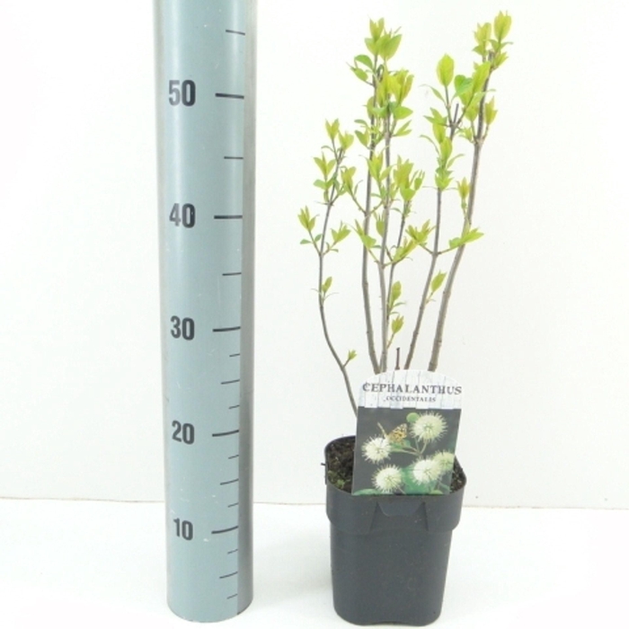 <h4>Cephalanthus occidentalis</h4>