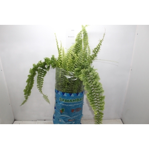 SAMAMBAIA HILLI C25