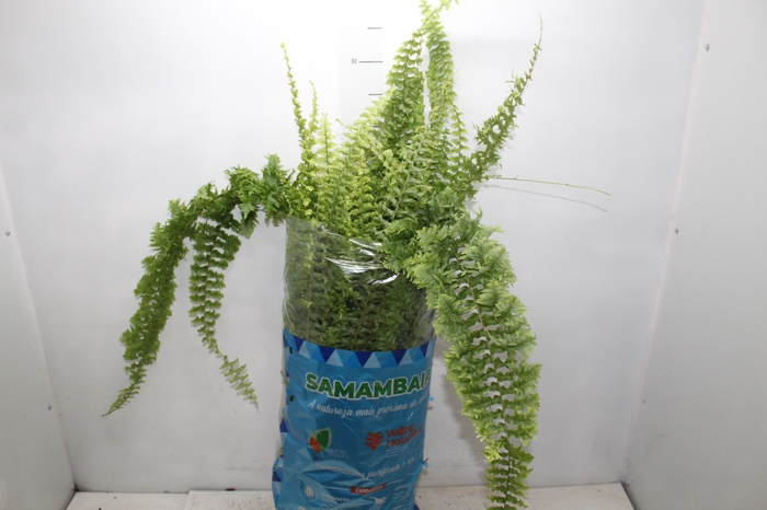 SAMAMBAIA HILLI C25