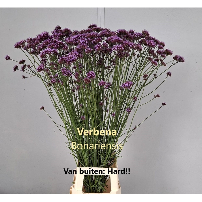 <h4>VERBENA HAS P SPIRES</h4>