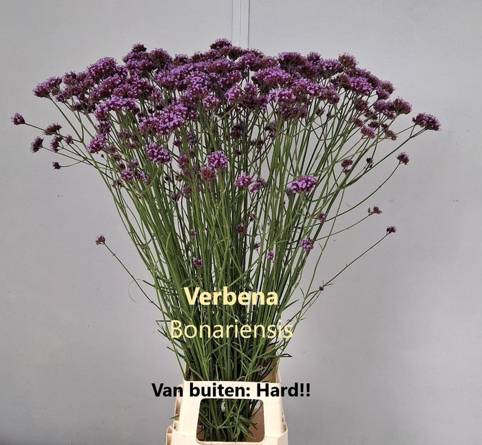 <h4>VERBENA HAS P SPIRES</h4>
