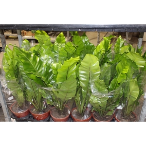ASPLENIUM NIDUS P20