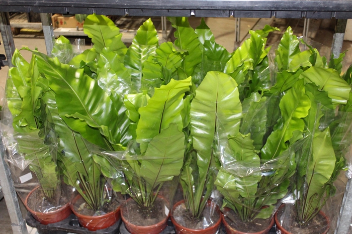 <h4>ASPLENIUM NIDUS P20</h4>