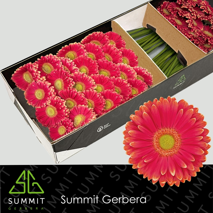 <h4>Gerbera Marylene Doos</h4>