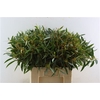 Euca Exoticabes Zuid Afrika 60cm