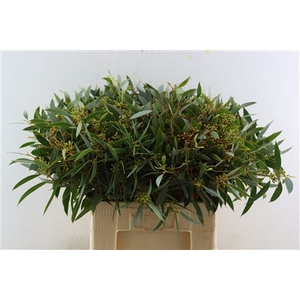 Euca Exoticabes Za 60cm