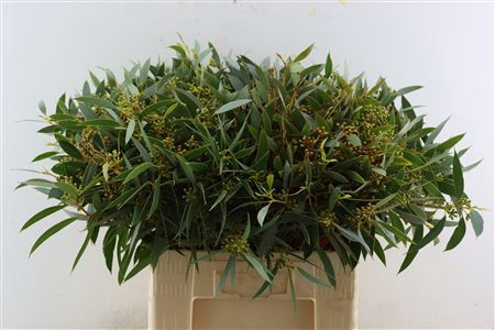 <h4>Euca Exoticabes Za 60cm</h4>