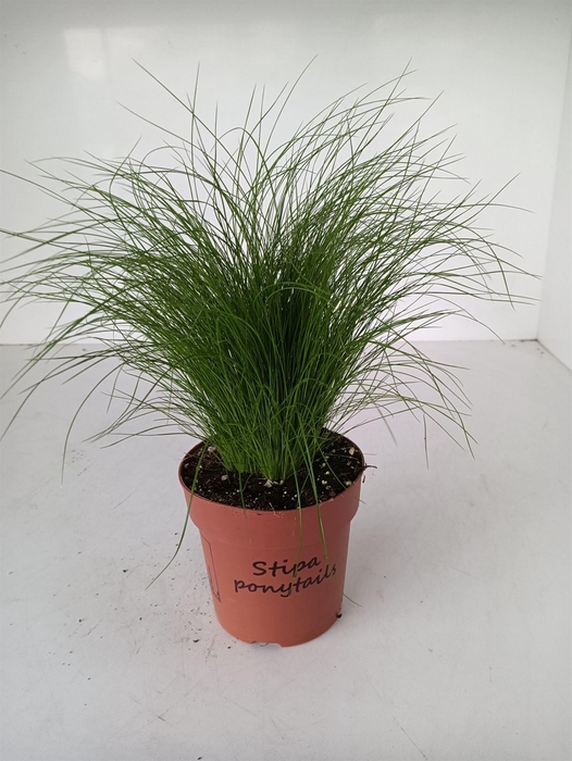 <h4>Stipa tenuifolia</h4>
