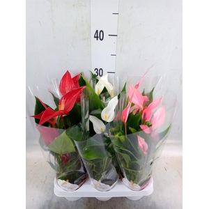 Anthurium   ...mix
