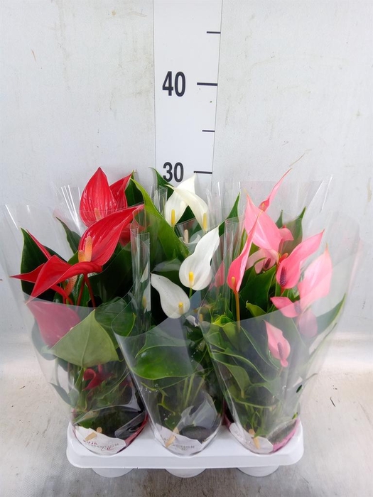 <h4>Anthurium   ...mix</h4>
