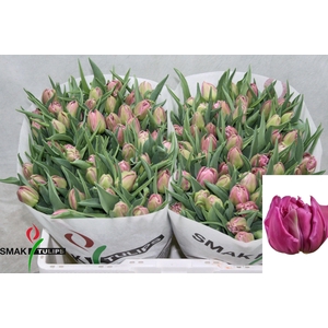 TU DU DOUBLE PRINCES