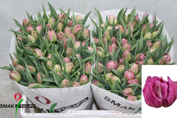 <h4>TU DU DOUBLE PRINCES</h4>