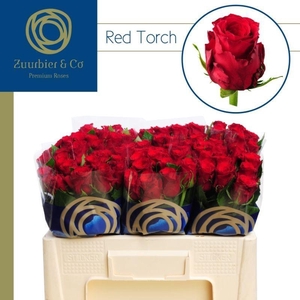 R GR RED TORCH 50