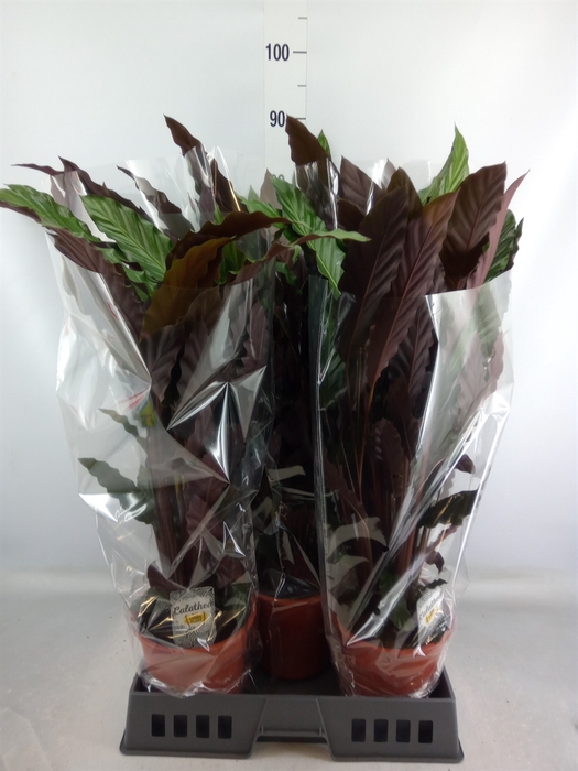 <h4>Calathea rufibarba 'Wavestar'</h4>