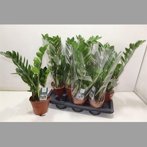 Zamioculcas Zamiifol