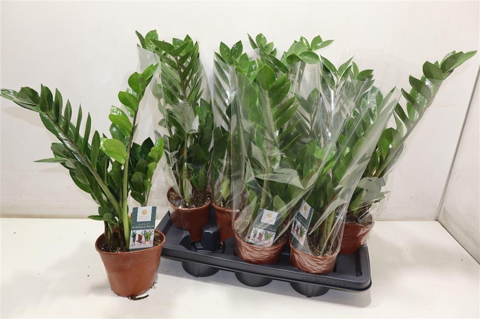 <h4>Zamioculcas Zamiifol</h4>