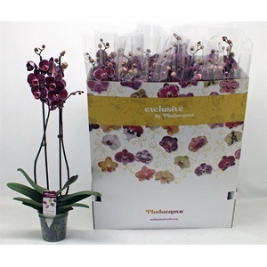 Phal El Debora