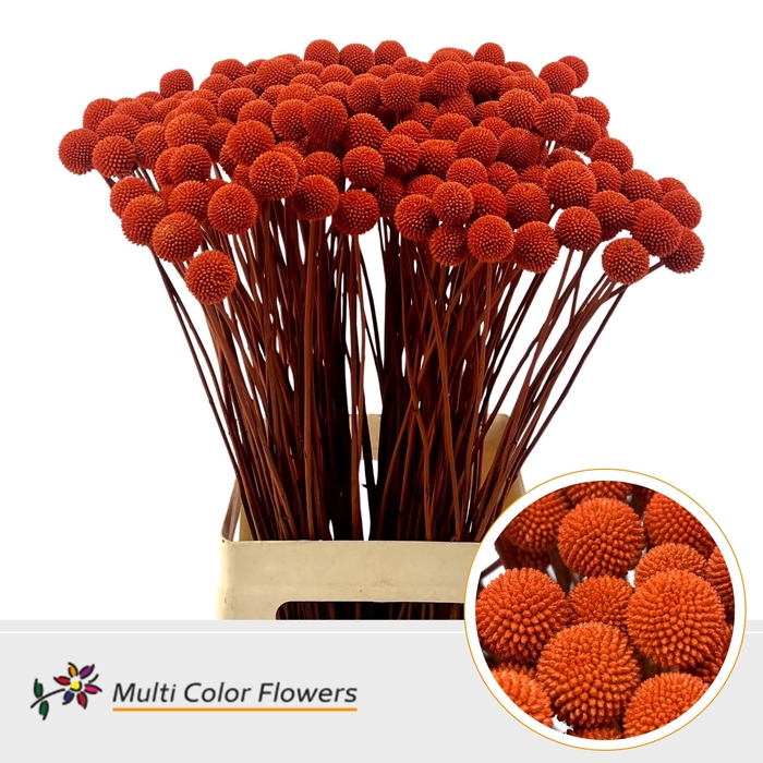 <h4>Craspedia Oranje</h4>