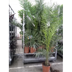 Phoenix canariensis