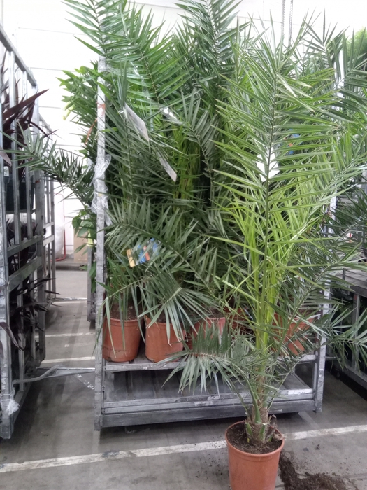 <h4>Phoenix canariensis</h4>