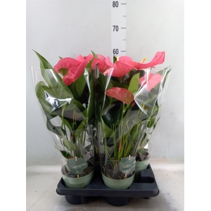 Anthurium andr. 'Maine'