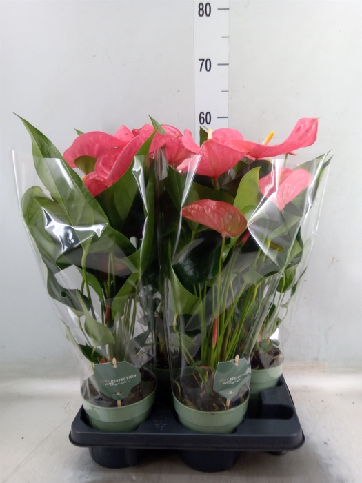 <h4>Anthurium andr. 'Maine'</h4>
