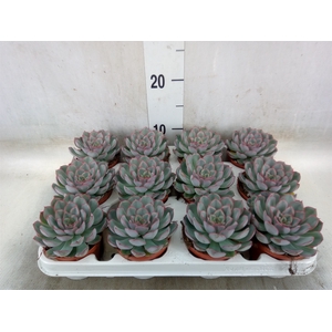 Echeveria  'Hercules'