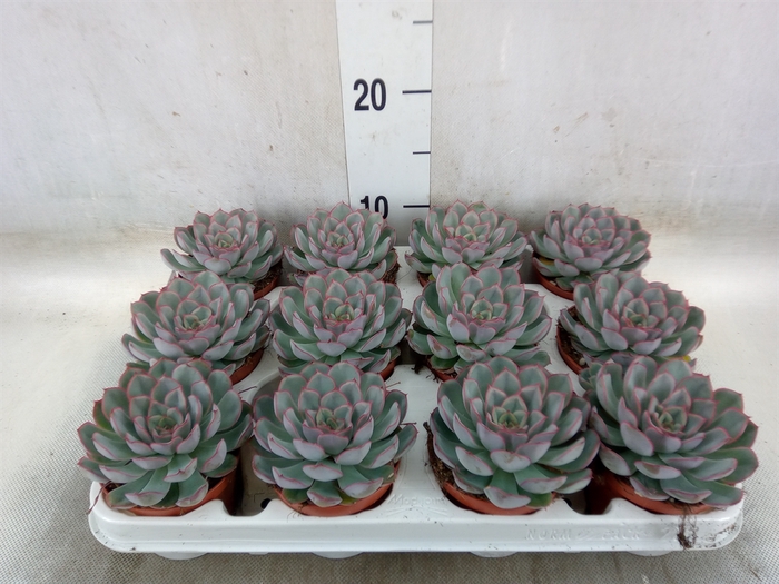<h4>Echeveria  'Hercules'</h4>