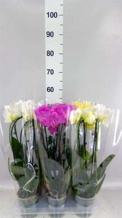 <h4>Phalaenopsis  'Elegant Cascade'</h4>