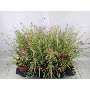 Carex hachijoensis 'Evergold'
