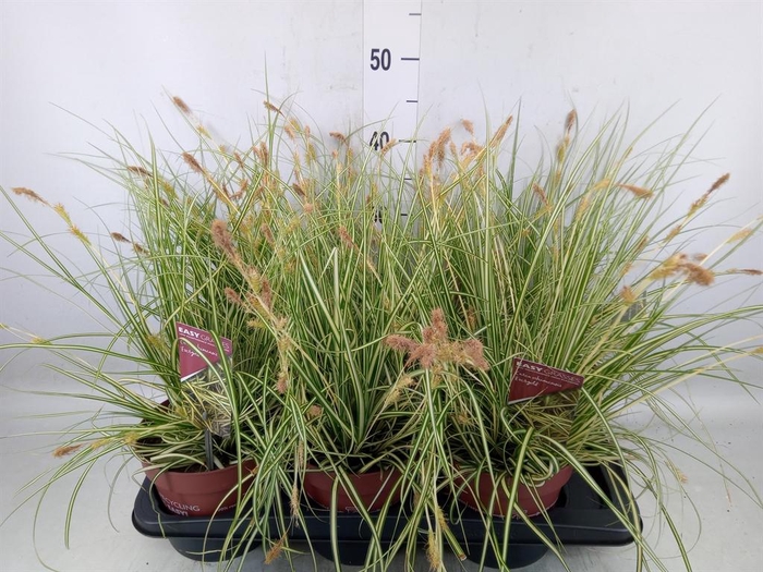 <h4>Carex hachijoensis 'Evergold'</h4>