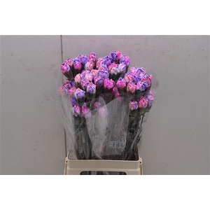 Di St Tinted Rosa 2004