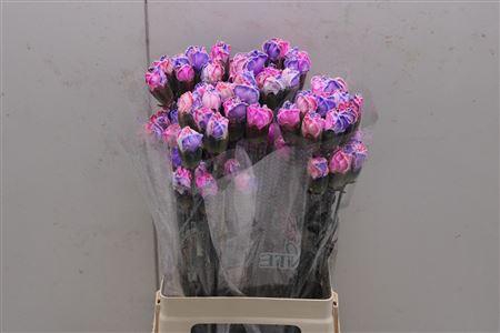 <h4>Di St Tinted Rosa 2004</h4>