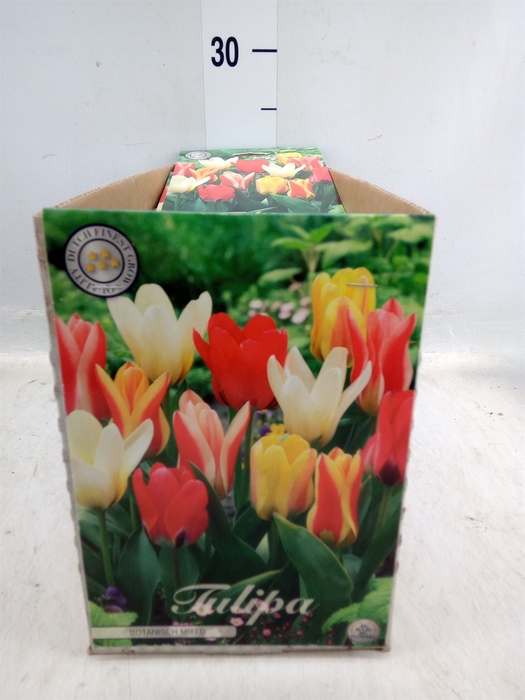 <h4>Tulipa   ...flowerbulbs</h4>