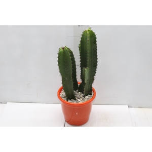CACTUS EUPHORBIA MANDACARU P17