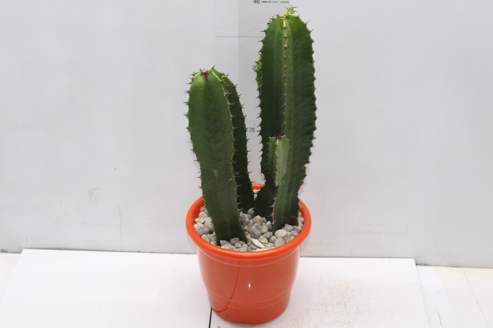 <h4>CACTUS EUPHORBIA MANDACARU P17</h4>