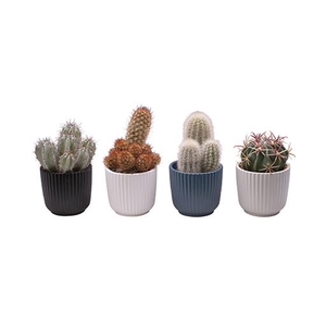 CACTUS MIX P6 L 65600