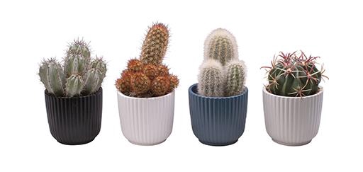 CACTUS MIX P6 L 65600